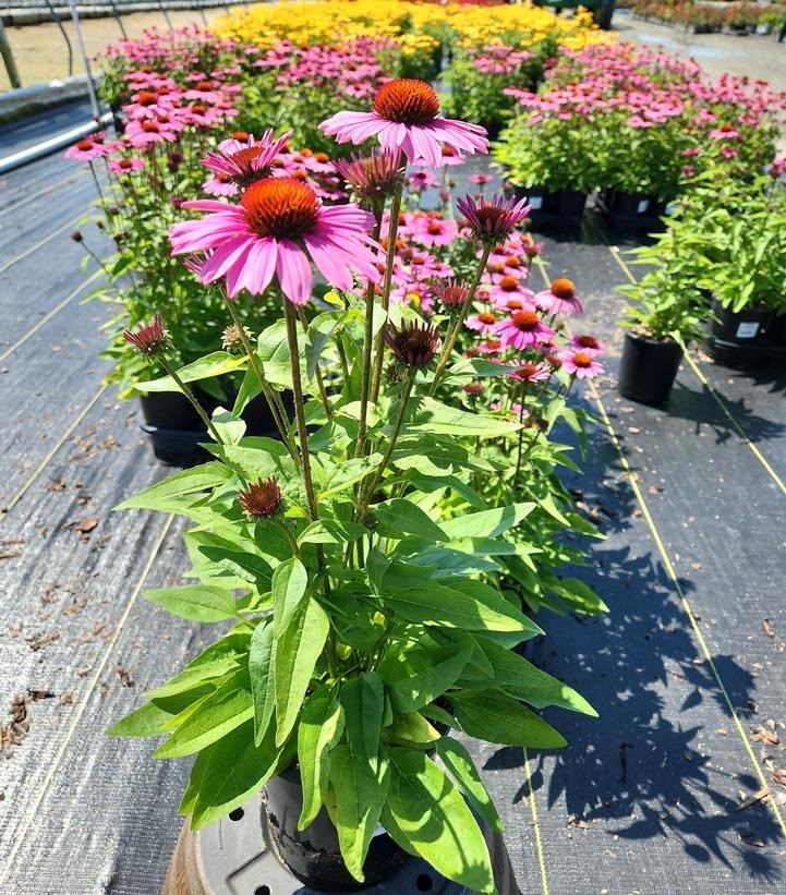 EKİNEZYA SAKSIDA 10 ADET - KONİ ÇİÇEĞİ Echinacea Purpurea EKİNEZYA SAKSIDA 10 ADET - KONİ ÇİÇEĞİ Echinacea Purpurea