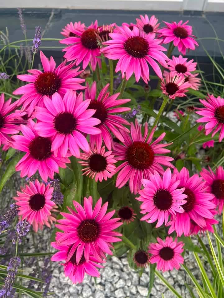 EKİNEZYA SAKSIDA 3 ADET - KONİ ÇİÇEĞİ Echinacea Purpurea EKİNEZYA SAKSIDA 3 ADET - KONİ ÇİÇEĞİ Echinacea Purpurea