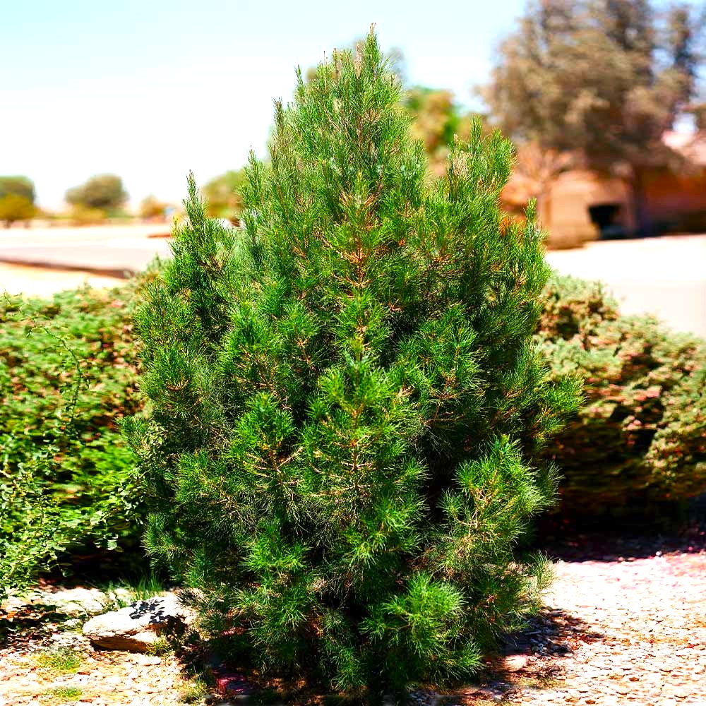 ELDER ÇAMI FİDANI 3 ADET - PİNUS ELDERİCA 30-40 CM