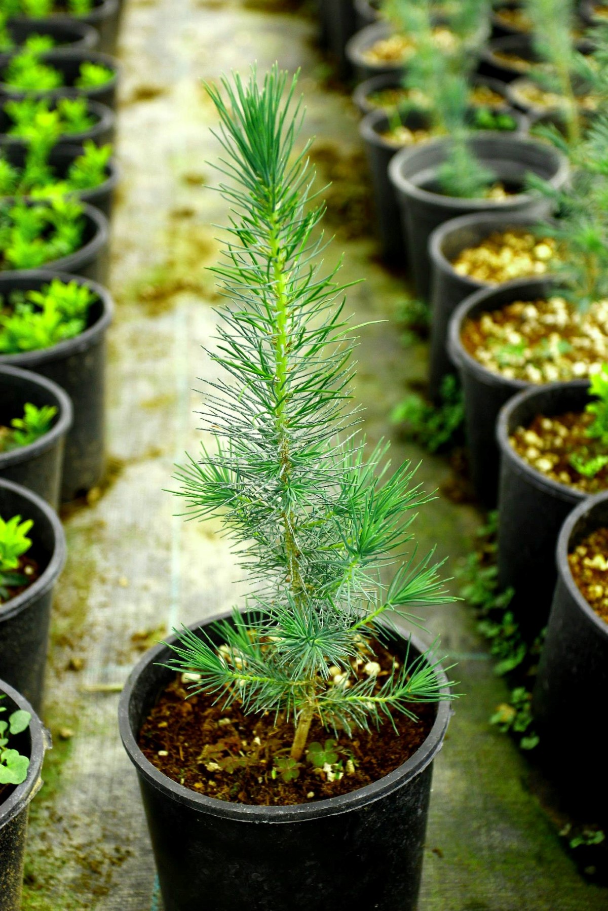 ELDER ÇAMI FİDANI - PİNUS ELDERİCA 30-40 CM ELDER ÇAMI FİDANI - PİNUS ELDERİCA 30-40 CM