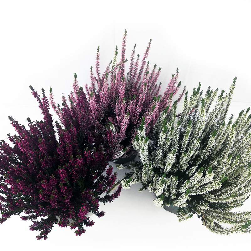 Erika (Funda) Çiçeği – Erica Carnea - 3 Adet Saksılı Karışık Renklerde