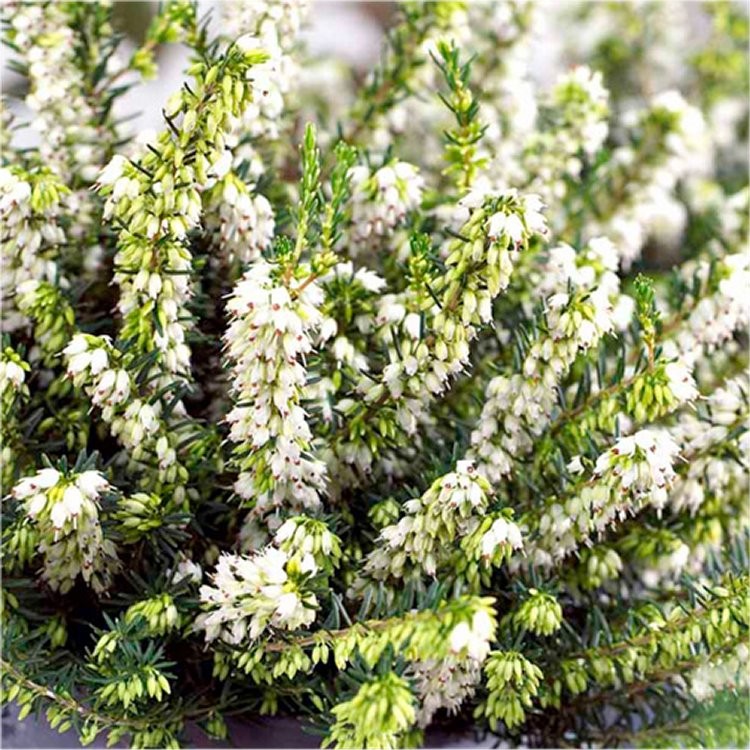 Erika (Funda) Çiçeği – Erica Carnea - Beyaz