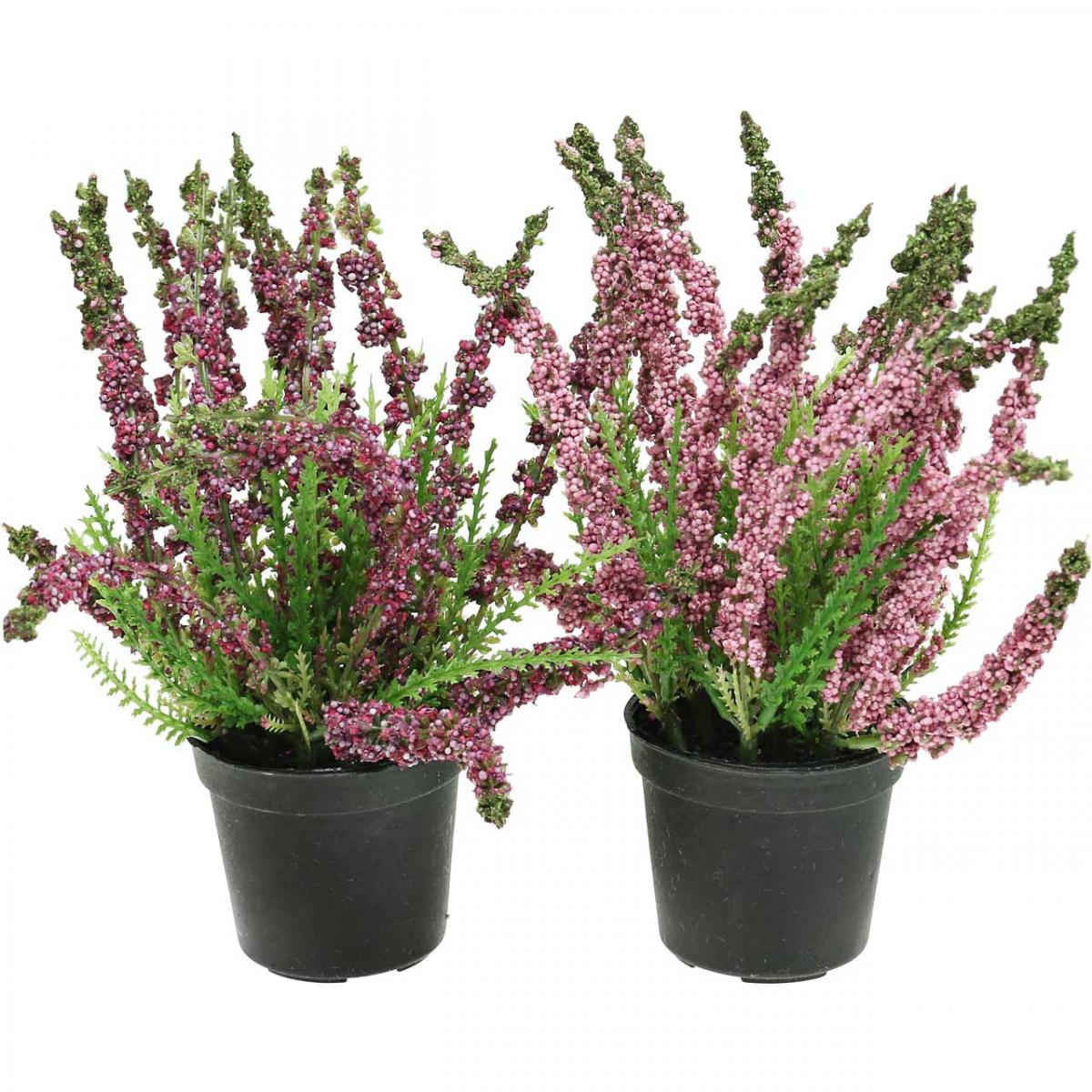 Erika (Funda) Çiçeği – Erica Carnea - Mor