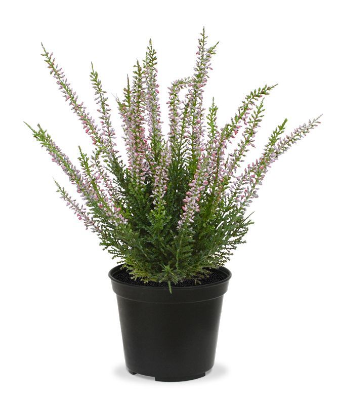 Erika (Funda) Çiçeği – Erica Carnea - Mor