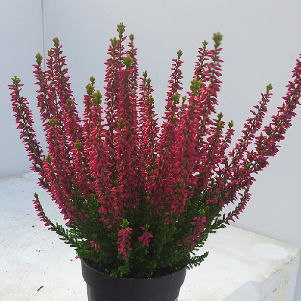 Erika (Funda) Çiçeği – Erica Carnea - Pembe