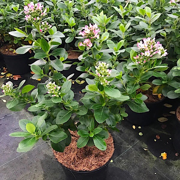 ESKOLONYA ÇALISI PEMBE ÇİÇEKLİ - Escallonia Cardinallis ESKOLONYA ÇALISI PEMBE ÇİÇEKLİ - Escallonia Cardinallis