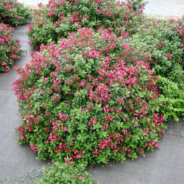 ESKOLONYA ÇALISI PEMBE ÇİÇEKLİ - Escallonia Cardinallis