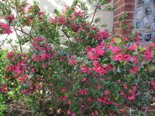 ESKOLONYA ÇALISI PEMBE ÇİÇEKLİ - Escallonia Cardinallis