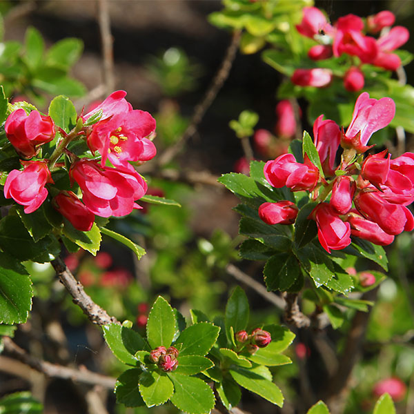 ESKOLONYA ÇALISI PEMBE ÇİÇEKLİ - Escallonia Cardinallis