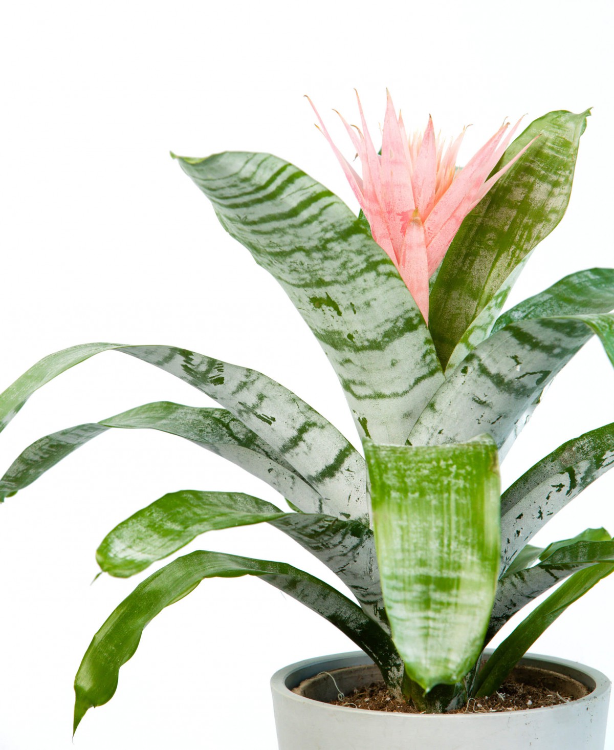 Eşmeya – Kupa Çiçeği (Aechmea)
