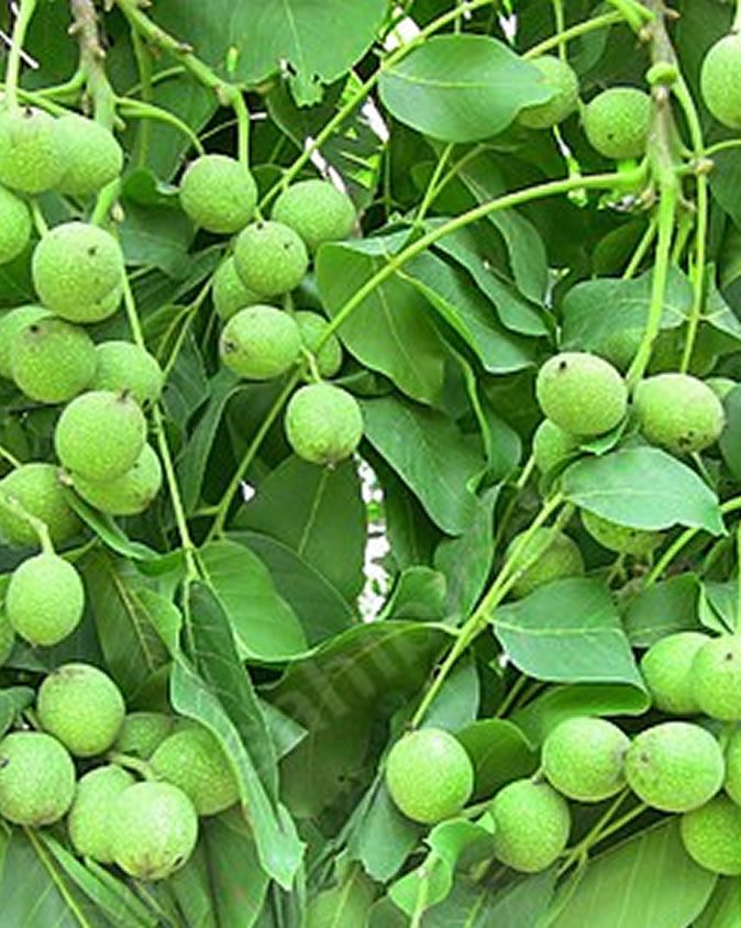 Fernette Ceviz Fidanı 3 Yaş Tüplü ve Aşılı 10 Adet Fernette Ceviz Fidanı 3 Yaş Tüplü ve Aşılı 10 Adet