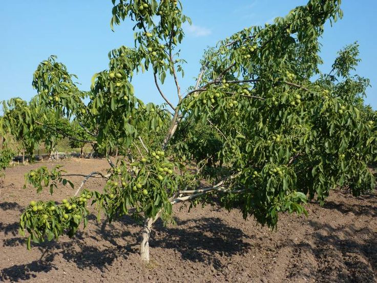 Fernette Ceviz Fidanı 3 Yaş Tüplü ve Aşılı 10 Adet Fernette Ceviz Fidanı 3 Yaş Tüplü ve Aşılı 10 Adet