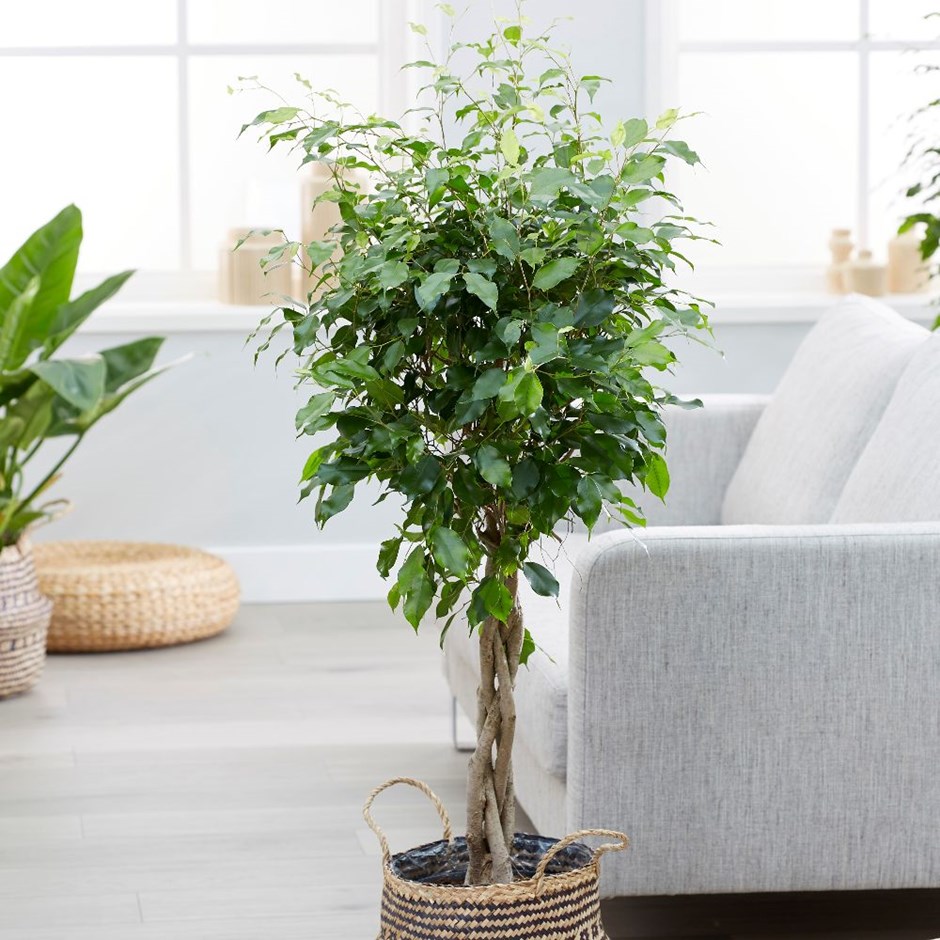 Ficus Benjamin - Tijli Form 40 - 60 cm