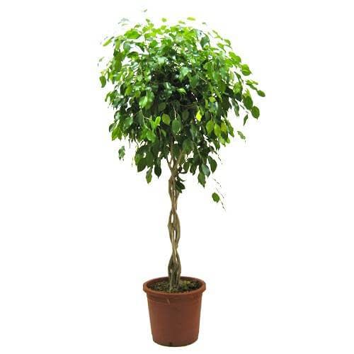 Ficus Benjamin - Tijli Form 40 - 60 cm