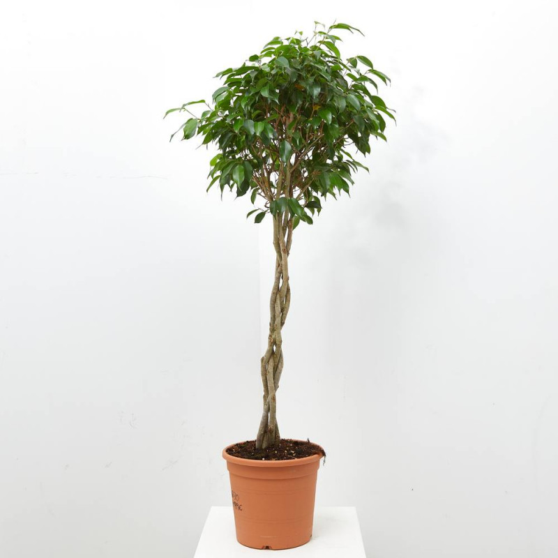Ficus Benjamin - Tijli Form 40 - 60 cm