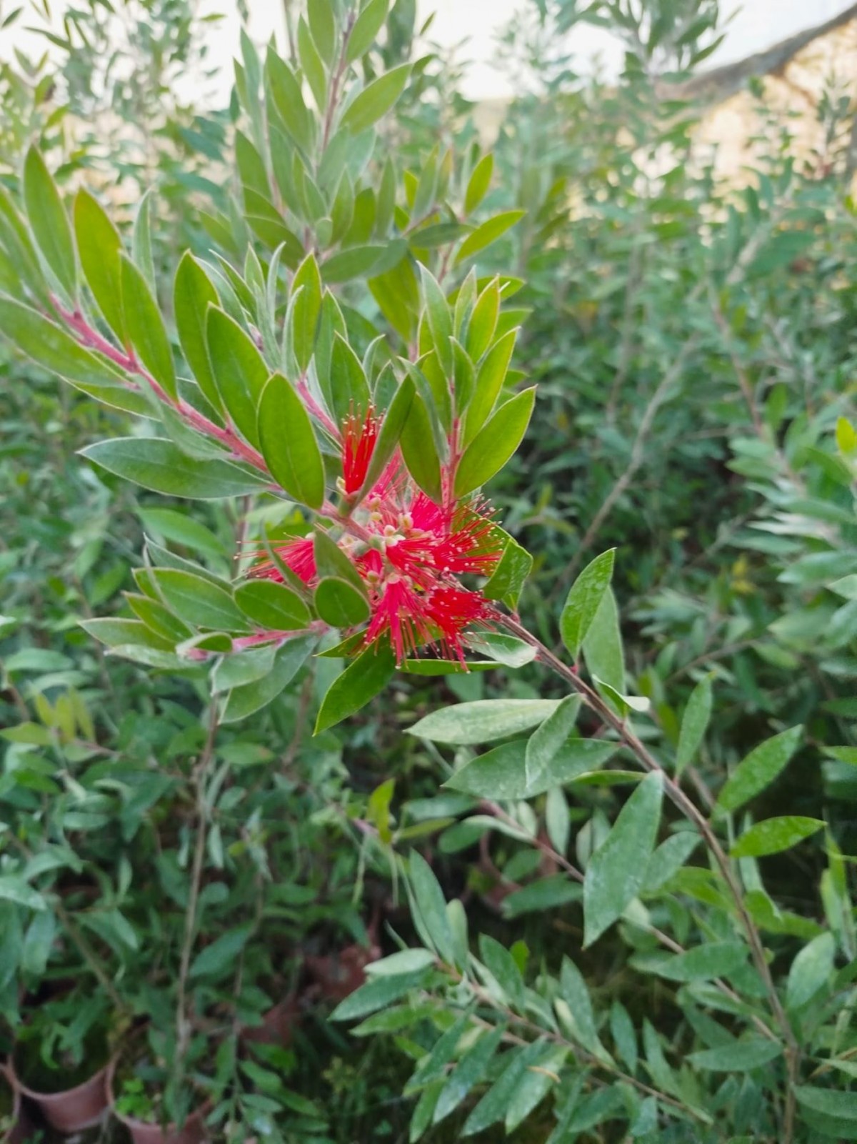 FIRÇA ÇALISI CALLİSTEMON 10 ADET (80-100 CM) ÇİÇEKLİ PEYZAJ/ÇİT BİTKİSİ
