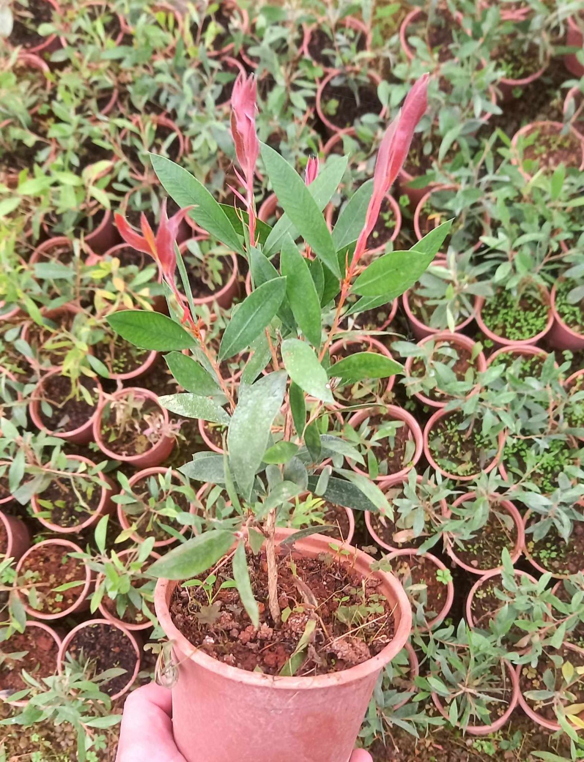 FIRÇA ÇALISI CALLİSTEMON 20 - 30 CM FIRÇA ÇALISI CALLİSTEMON 20 - 30 CM