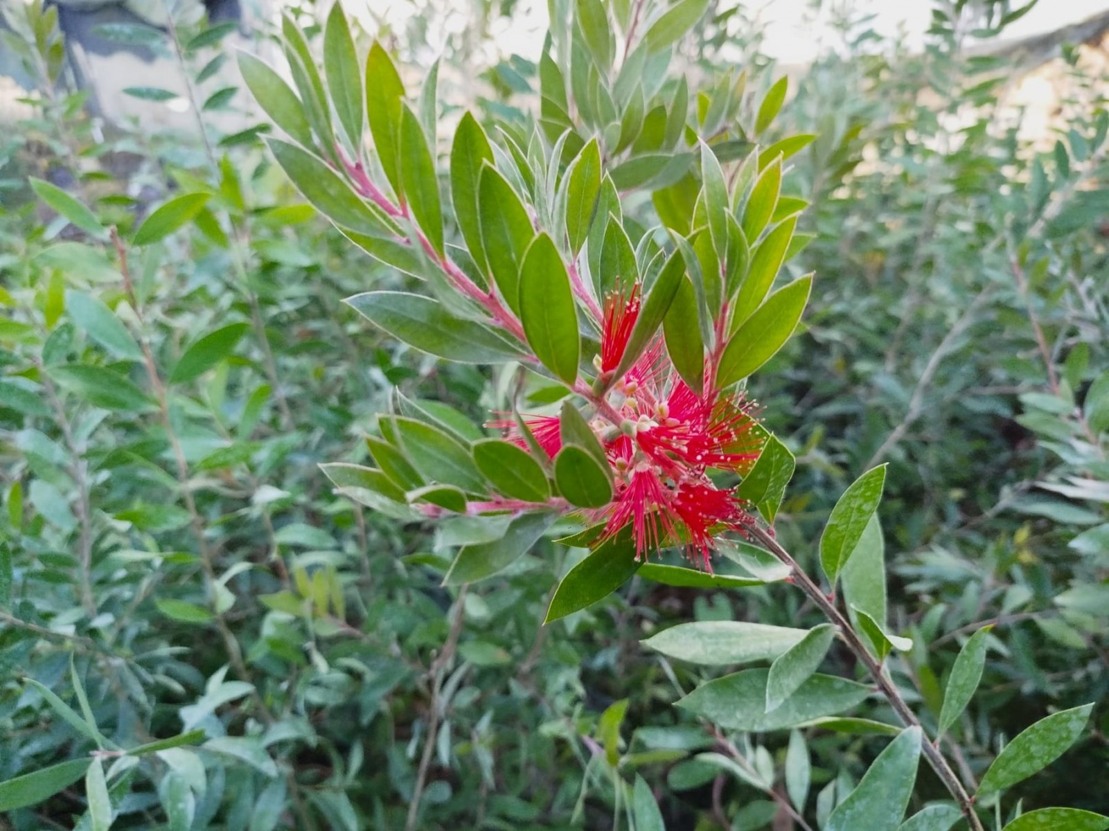 FIRÇA ÇALISI CALLİSTEMON 80-100 CM - ÇİÇEKLİ PEYZAJ/ÇİT BİTKİSİ
