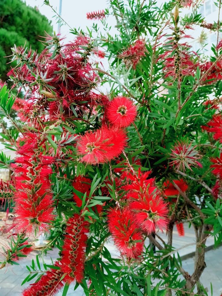 FIRÇA ÇALISI CALLİSTEMON 80-100 CM - ÇİÇEKLİ PEYZAJ/ÇİT BİTKİSİ