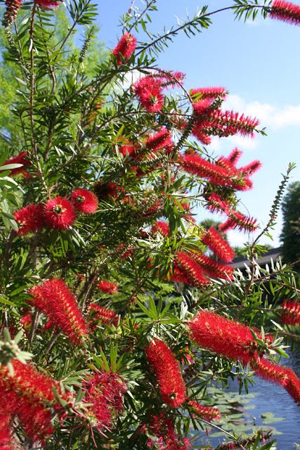 FIRÇA ÇALISI CALLİSTEMON 80-100 CM - ÇİÇEKLİ PEYZAJ/ÇİT BİTKİSİ
