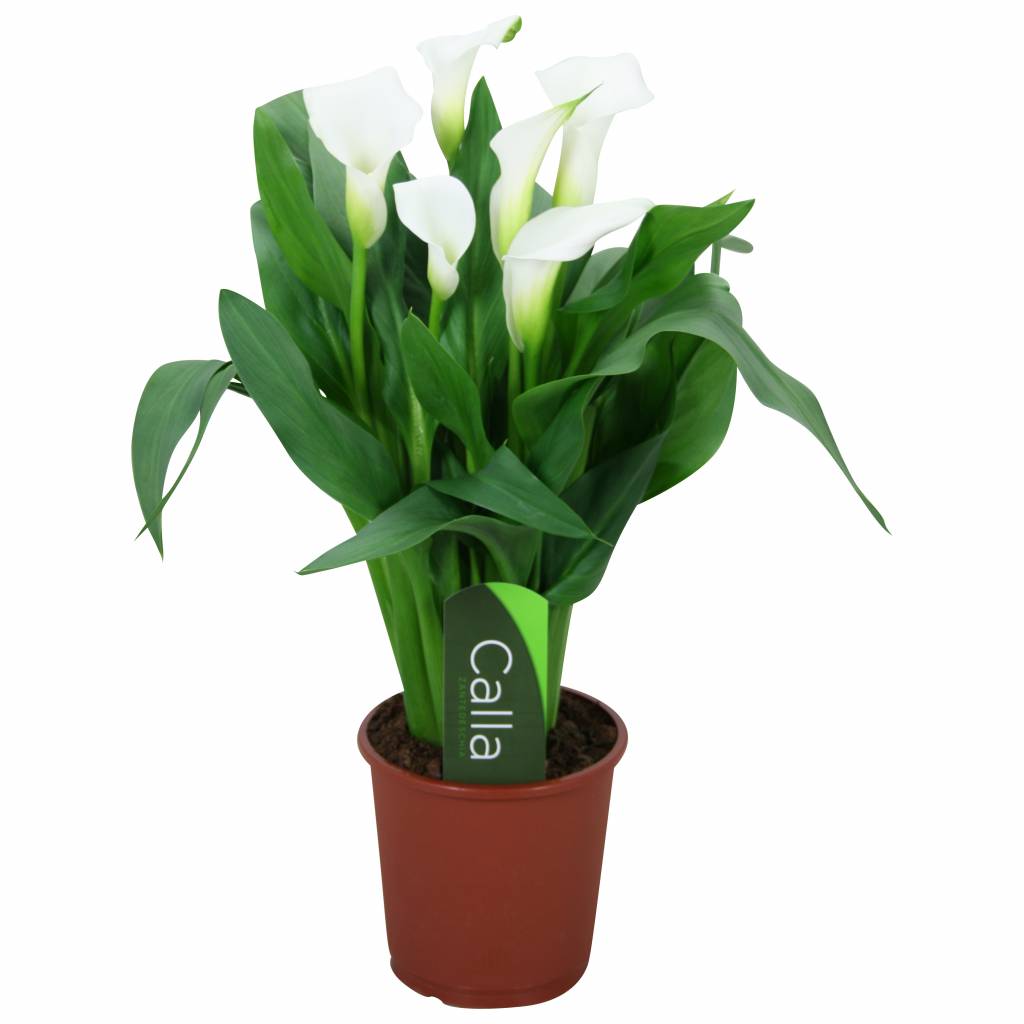Gala –Gelin Çiçeği (Calla Lily) 4 Adet Karışık Renklerde