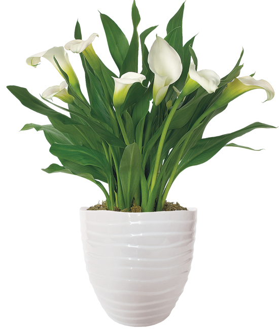 Gala –Gelin Çiçeği (Calla Lily) - Beyaz
