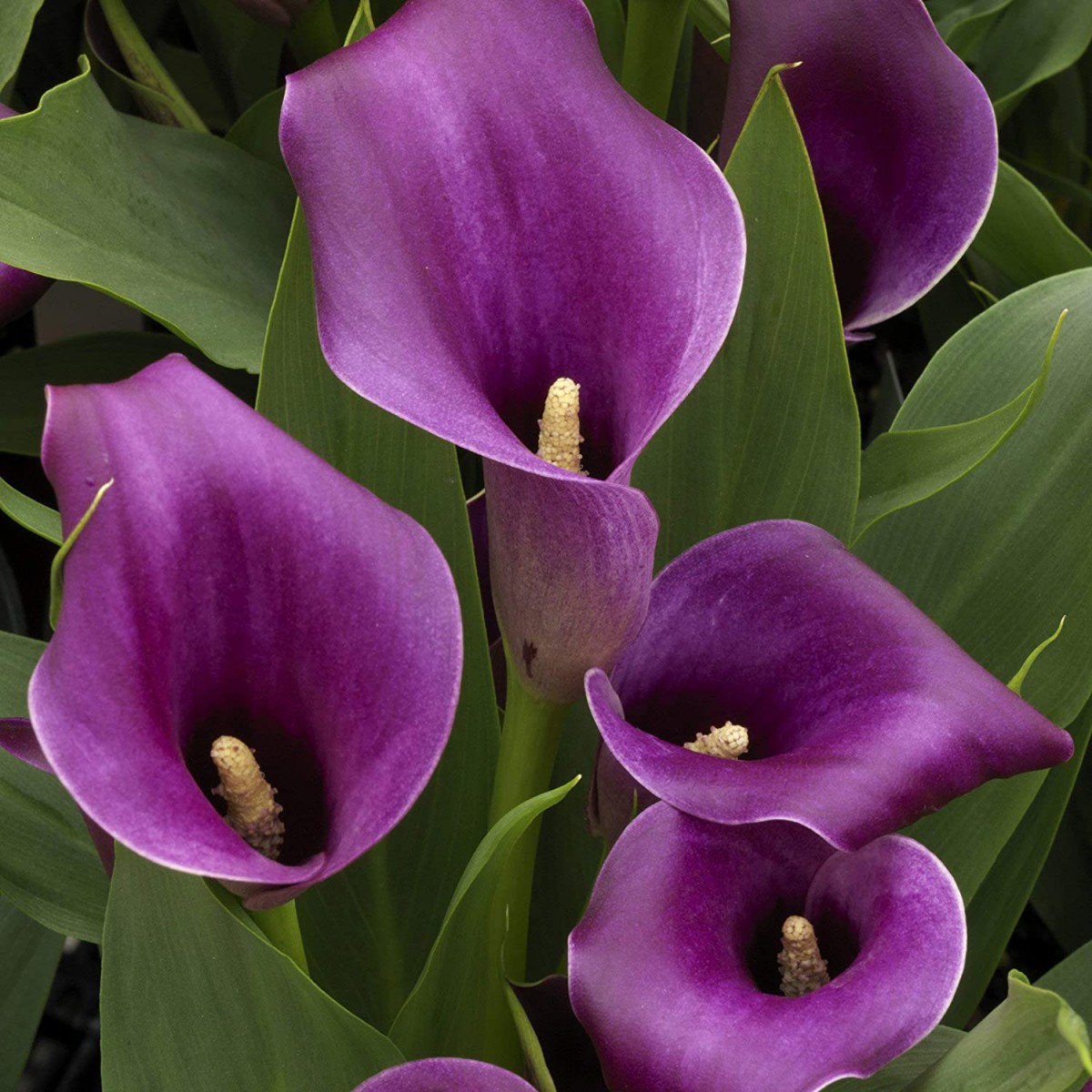 Gala –Gelin Çiçeği (Calla Lily) -Mor