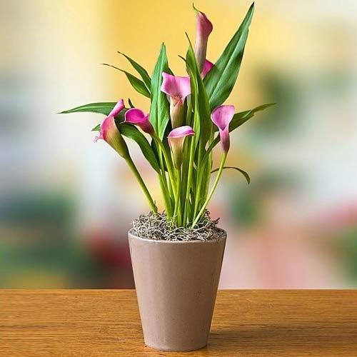 Gala –Gelin Çiçeği (Calla Lily) - Pembe