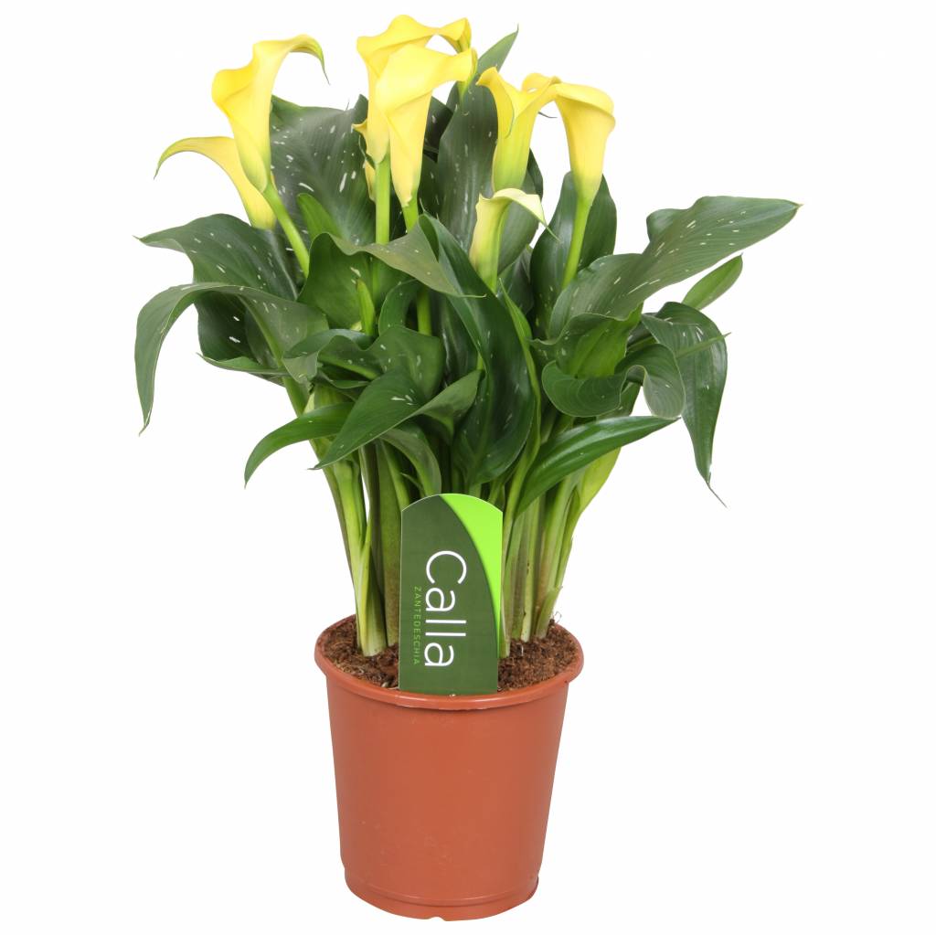 Gala –Gelin Çiçeği (Calla Lily) - Sarı