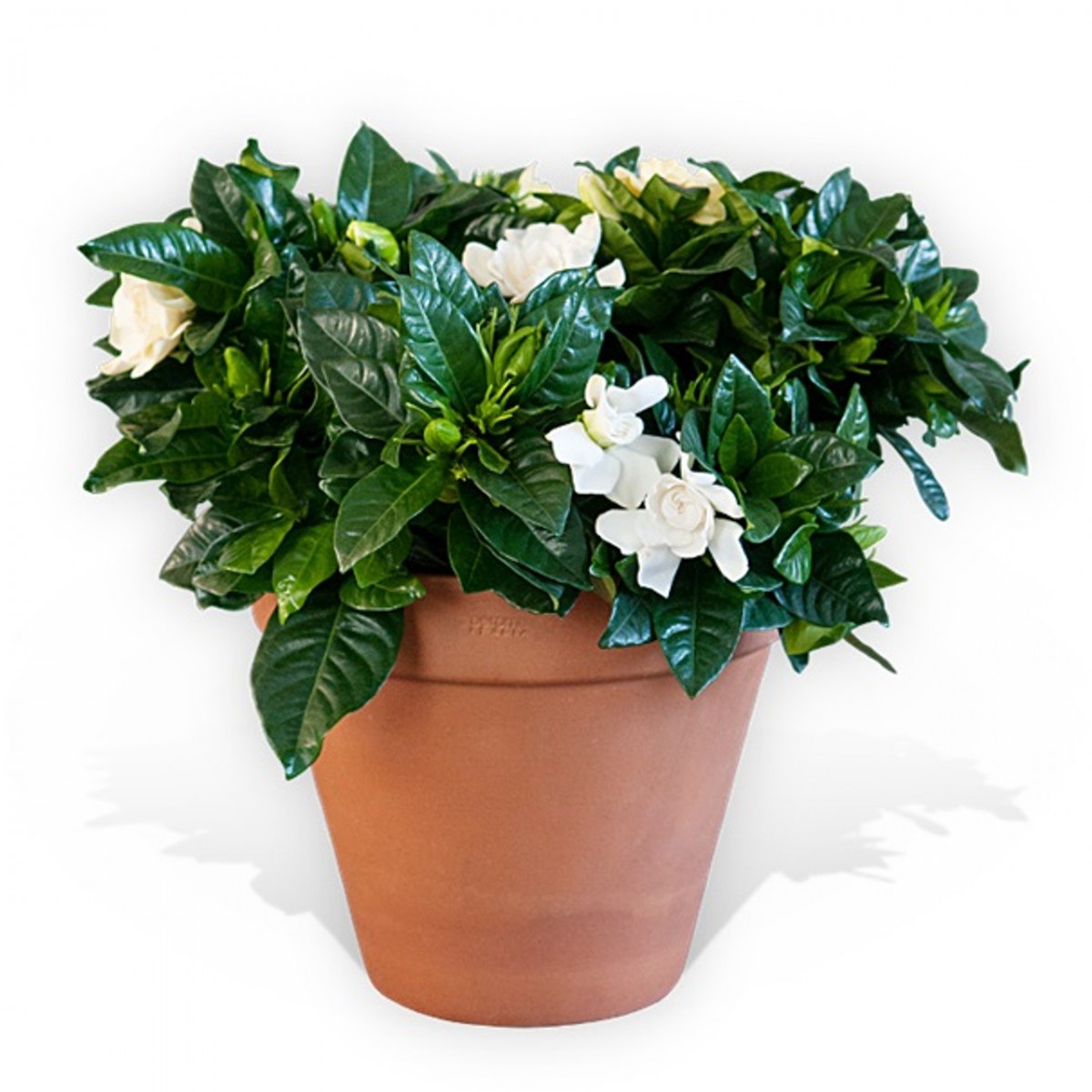 Gardenya