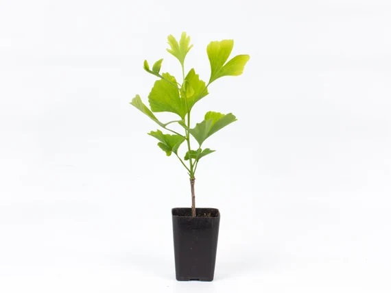 GİNKGO BİLOBA FİDANI 3 ADET - MABET AĞACI GİNKGO BİLOBA FİDANI 3 ADET - MABET AĞACI