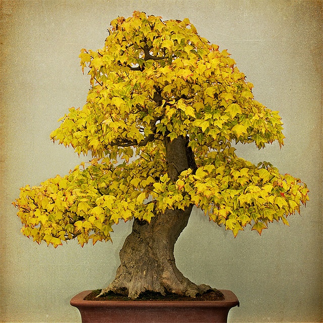 GİNKGO BİLOBA FİDANI 5 ADET - MABET AĞACI GİNKGO BİLOBA FİDANI 5 ADET - MABET AĞACI