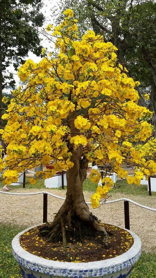 GİNKGO BİLOBA FİDANI 5 ADET - MABET AĞACI GİNKGO BİLOBA FİDANI 5 ADET - MABET AĞACI