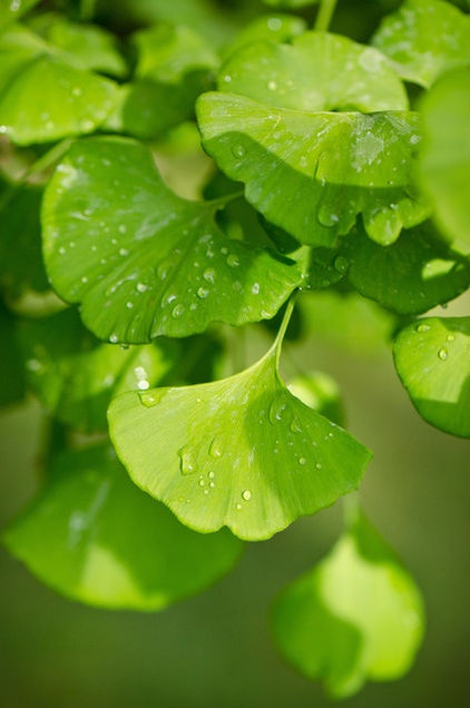 GİNKGO BİLOBA FİDANI - MABET AĞACI GİNKGO BİLOBA FİDANI - MABET AĞACI