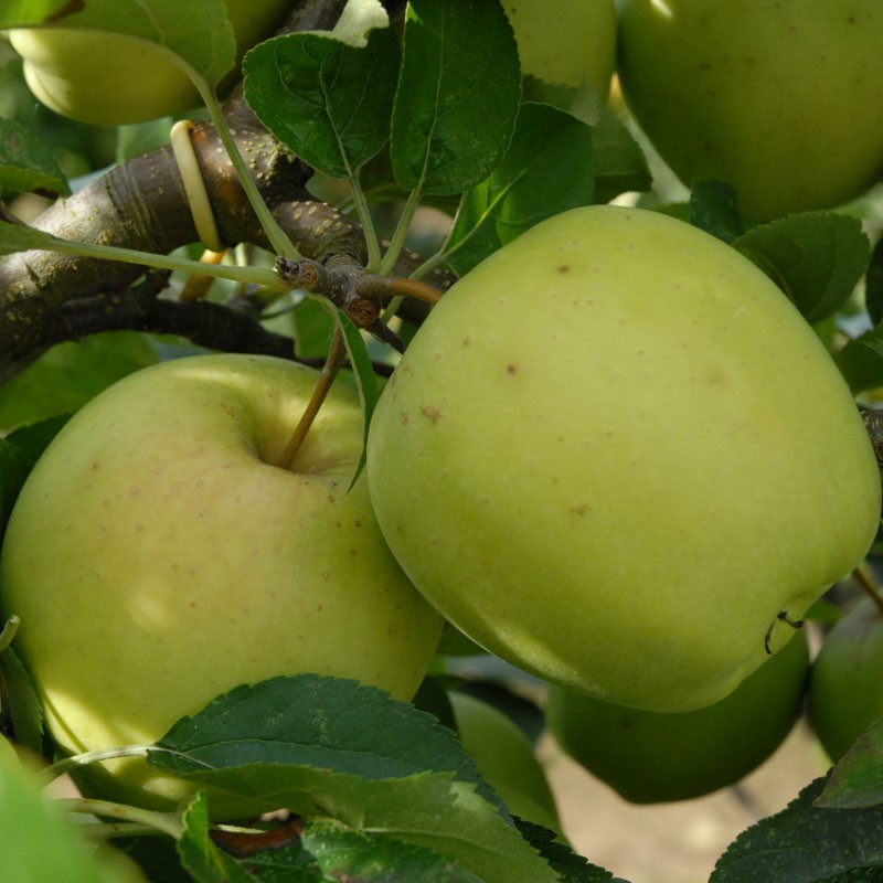 Golden Delicious Elma Fidanı 3 Yaş Tüplü ve Aşılı