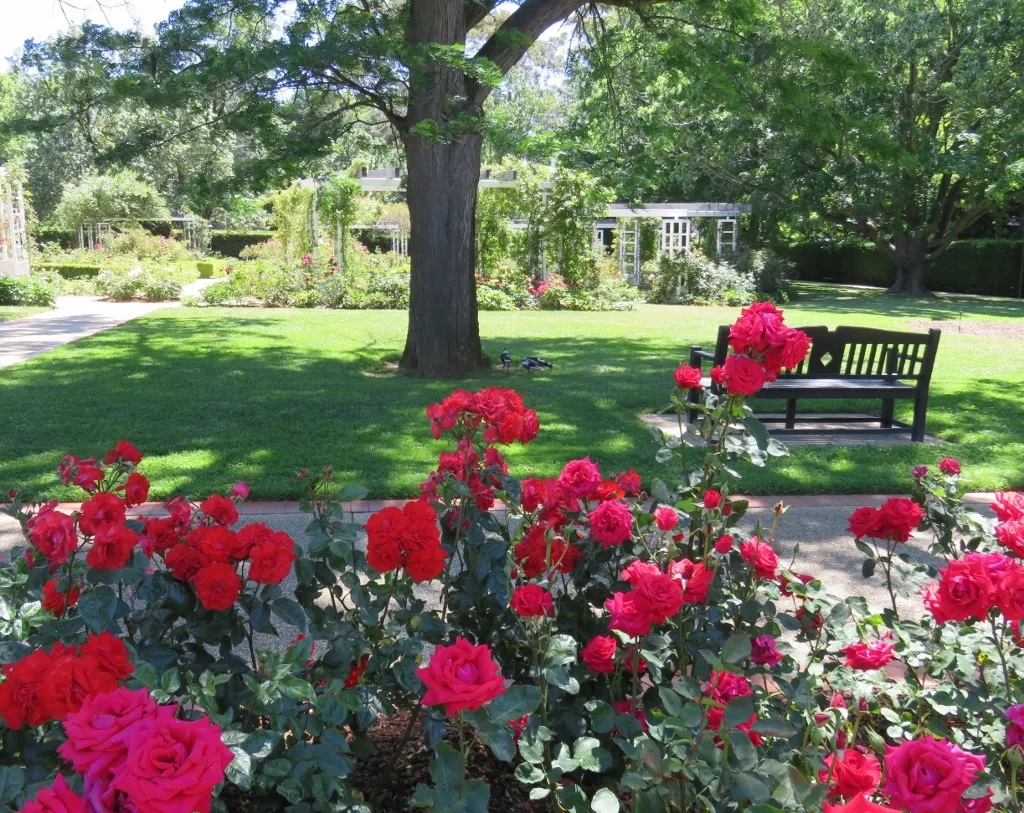 GÜL FİDANI 10 ADET - KIRMIZI AŞILI YEDİVEREN BAHÇE GÜLÜ 30-40 cm GÜL FİDANI 10 ADET - KIRMIZI AŞILI YEDİVEREN BAHÇE GÜLÜ 30-40 cm