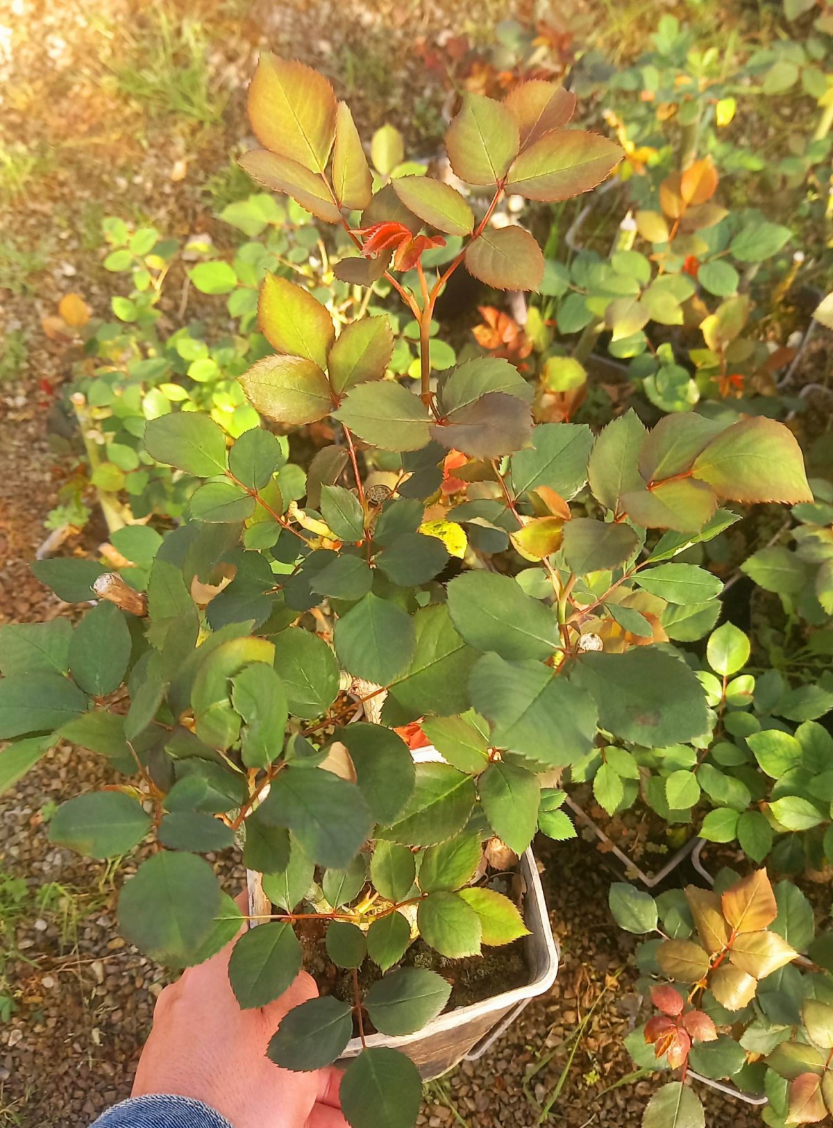 GÜL FİDANI 10 ADET - KIRMIZI AŞILI YEDİVEREN BAHÇE GÜLÜ 30-40 cm GÜL FİDANI 10 ADET - KIRMIZI AŞILI YEDİVEREN BAHÇE GÜLÜ 30-40 cm