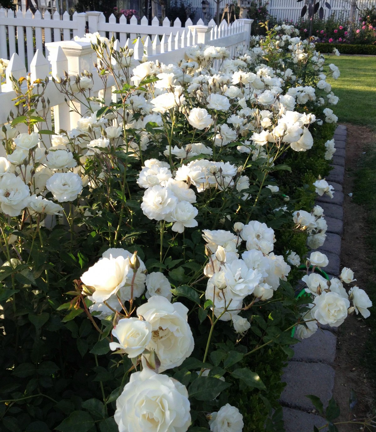 GÜL FİDANI - BEYAZ AŞILI YEDİVEREN BAHÇE GÜLÜ 30-40 cm GÜL FİDANI - BEYAZ AŞILI YEDİVEREN BAHÇE GÜLÜ 30-40 cm