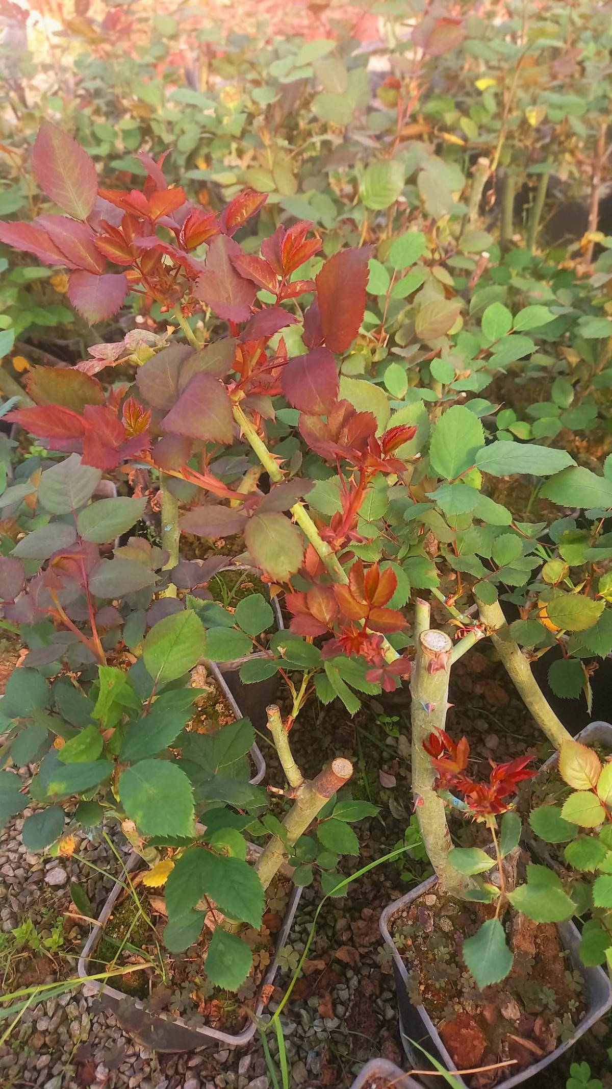 GÜL FİDANI - BEYAZ AŞILI YEDİVEREN BAHÇE GÜLÜ 30-40 cm GÜL FİDANI - BEYAZ AŞILI YEDİVEREN BAHÇE GÜLÜ 30-40 cm