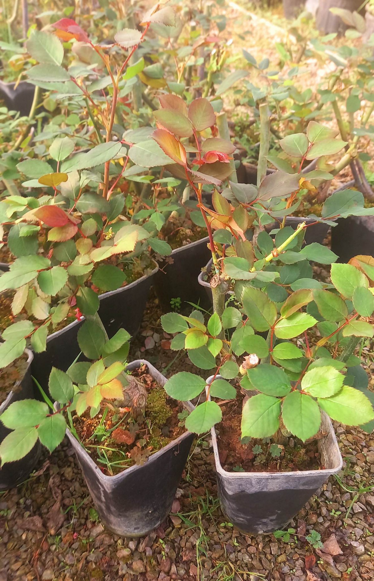 GÜL FİDANI - BEYAZ AŞILI YEDİVEREN BAHÇE GÜLÜ 30-40 cm GÜL FİDANI - BEYAZ AŞILI YEDİVEREN BAHÇE GÜLÜ 30-40 cm