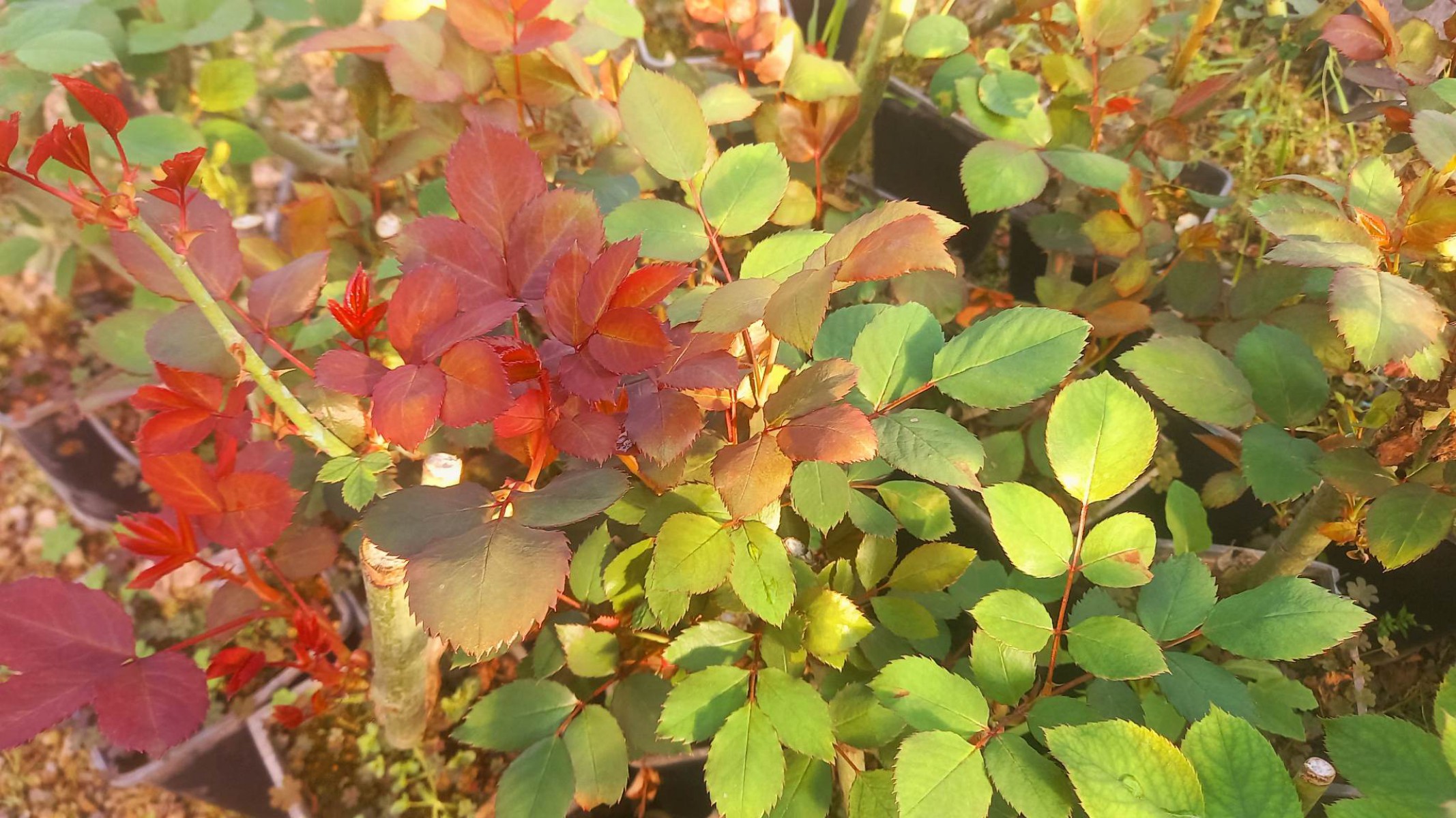 GÜL FİDANI - KIRMIZI AŞILI YEDİVEREN BAHÇE GÜLÜ 30-40 cm GÜL FİDANI - KIRMIZI AŞILI YEDİVEREN BAHÇE GÜLÜ 30-40 cm