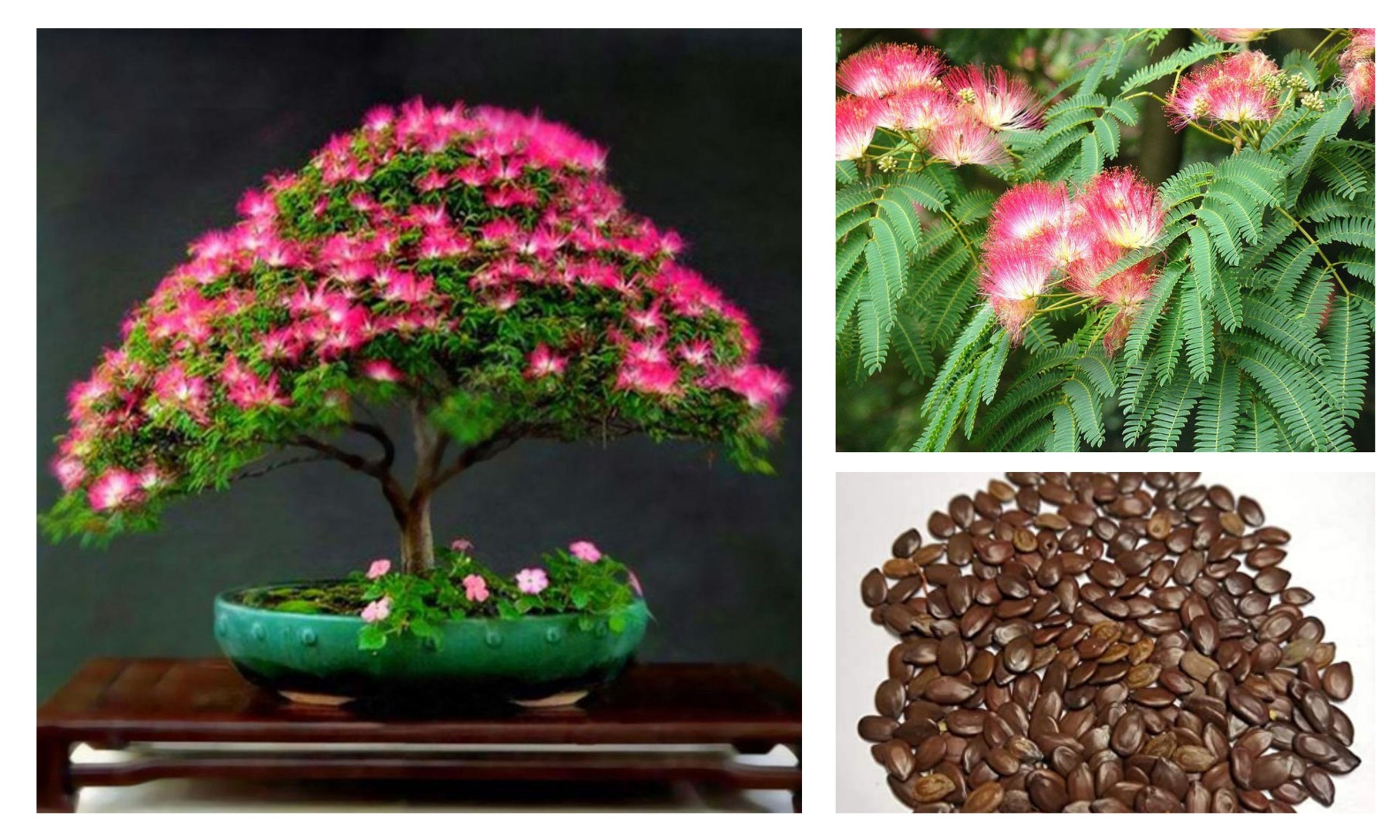 GÜLİBRİŞİM AĞACI TOHUMU 10 ADET ( BONSAİ TÜRÜ ) GÜLİBRİŞİM AĞACI TOHUMU 10 ADET ( BONSAİ TÜRÜ )