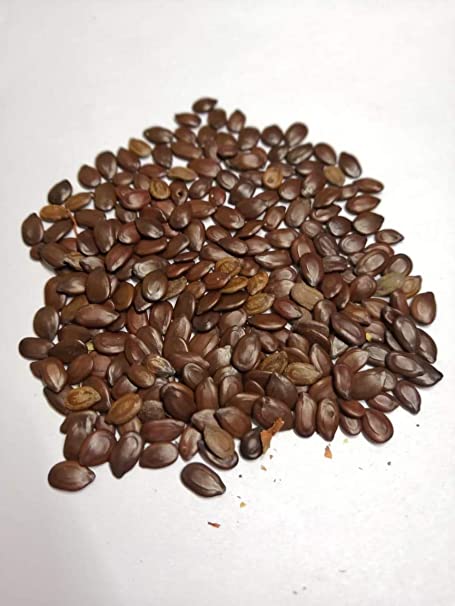 GÜLİBRİŞİM AĞACI TOHUMU 10 ADET ( BONSAİ TÜRÜ ) GÜLİBRİŞİM AĞACI TOHUMU 10 ADET ( BONSAİ TÜRÜ )