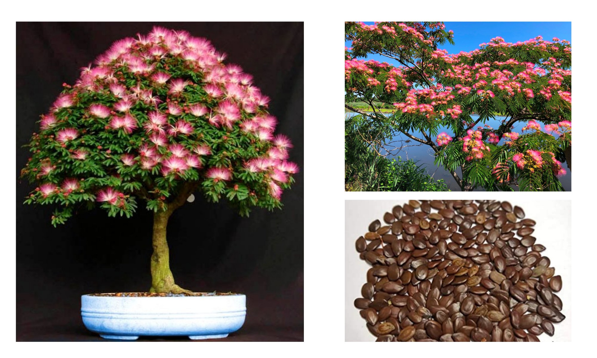GÜLİBRİŞİM AĞACI TOHUMU 100 ADET (BONSAİ TEKNİĞİNE UYGUN TÜR) GÜLİBRİŞİM AĞACI TOHUMU 100 ADET (BONSAİ TEKNİĞİNE UYGUN TÜR)