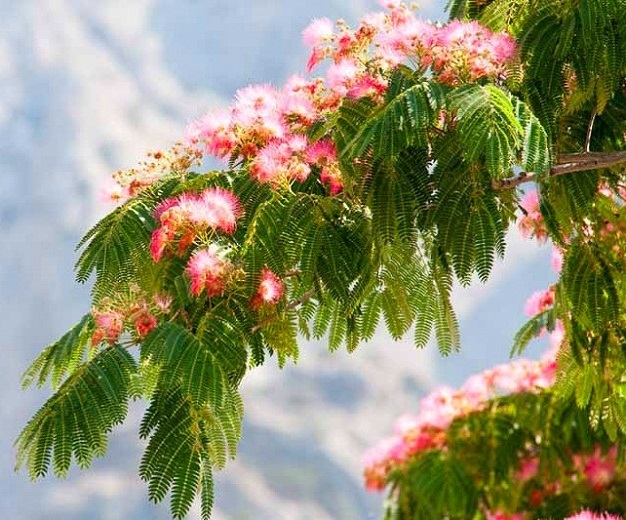 GÜLİBRİŞİM AĞACI TOHUMU 100 ADET (BONSAİ TEKNİĞİNE UYGUN TÜR)