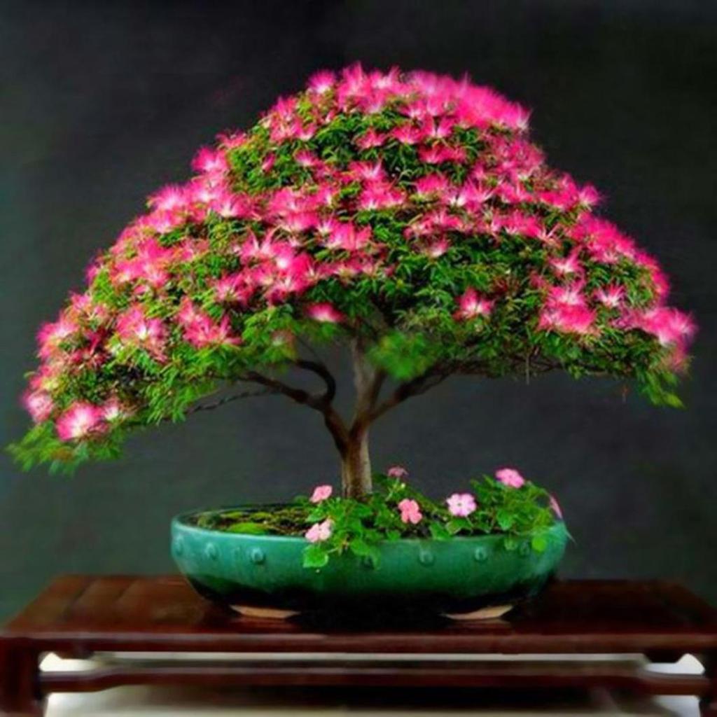 GÜLİBRİŞİM AĞACI TOHUMU 20 ADET ( BONSAİ TÜRÜ ) GÜLİBRİŞİM AĞACI TOHUMU 20 ADET ( BONSAİ TÜRÜ )