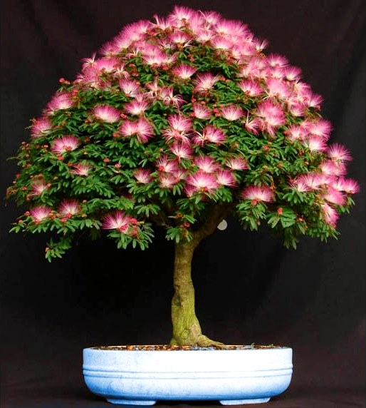 GÜLİBRİŞİM AĞACI TOHUMU 20 ADET ( BONSAİ TÜRÜ ) GÜLİBRİŞİM AĞACI TOHUMU 20 ADET ( BONSAİ TÜRÜ )