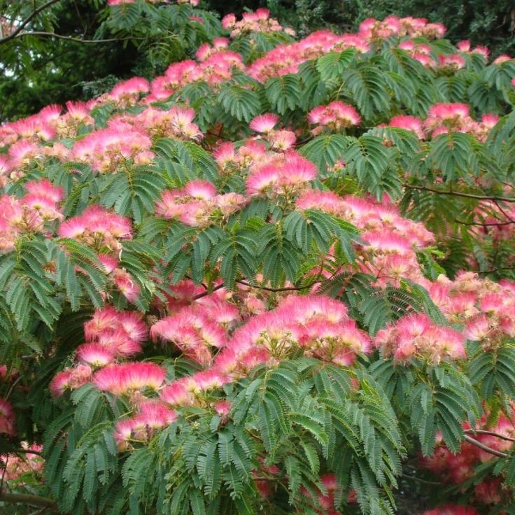 GÜLİBRİŞİM FİDANI 3 ADET - İPEK AĞACI (Albizia Julibrissin)