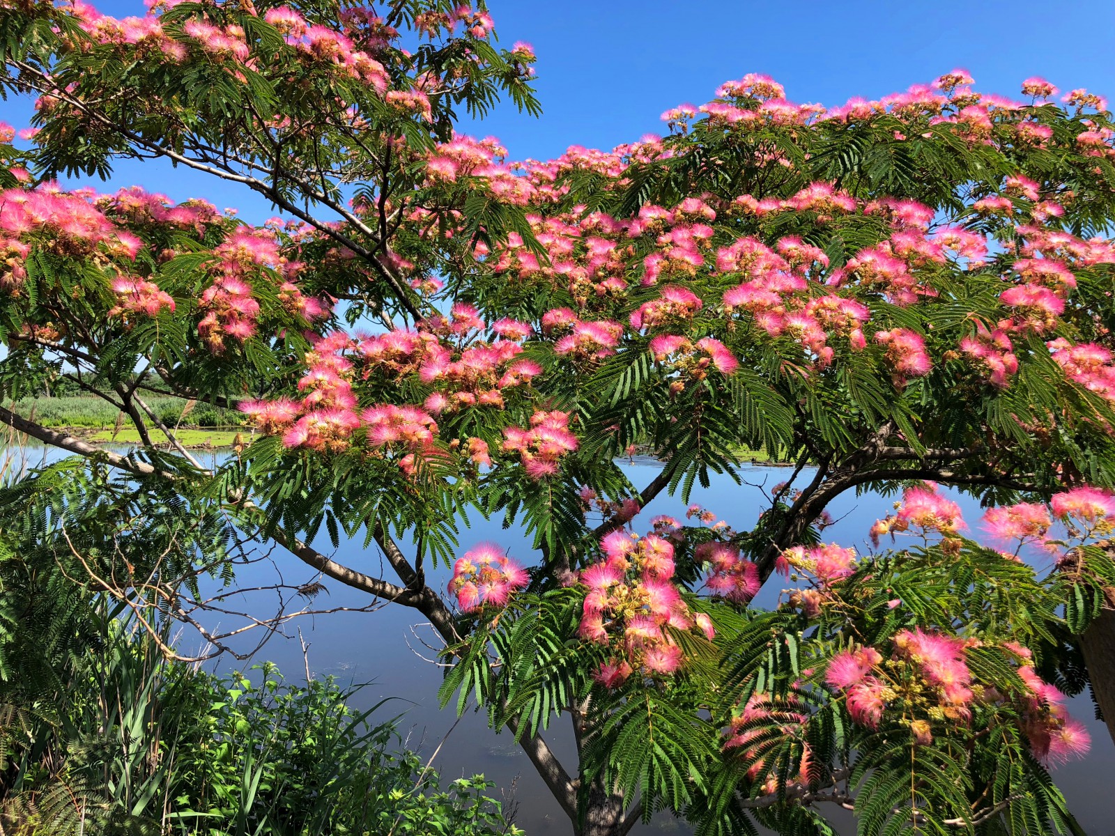 GÜLİBRİŞİM FİDANI 5 ADET - İPEK AĞACI (Albizia Julibrissin)