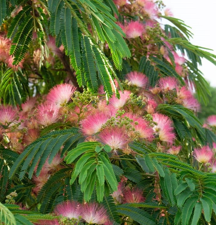 GÜLİBRİŞİM FİDANI 5 ADET - İPEK AĞACI (Albizia Julibrissin)
